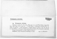 Uromyces striatus image